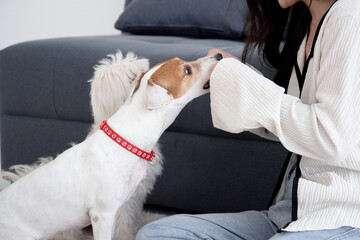 Young asian woman playful with fluffy dog shih tzu for relax with love in the living room at home,...
