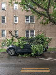 Tree Landed on Car Parked in Windy City of Chicago
