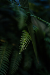 Fern