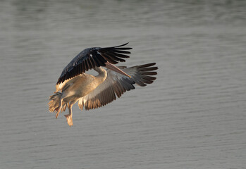 Spot-billed pelican flying at Uppalapadu Bird Sanctuary, India