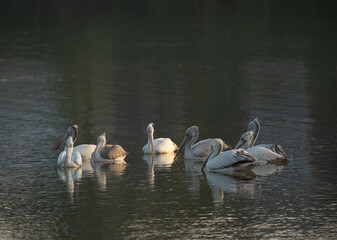 Spot-billed pelicans swimming in lake at Uppalapadu Bird Sanctuary, India