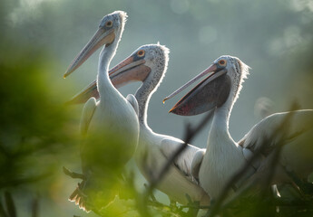Closeup of Spot-billed pelicans through the foliage at Uppalapadu Bird Sanctuary, India