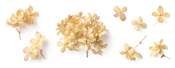 set / collection of delicate dry hydrangea flowers isolated over a transparent background, feminine natural autumn, garden, boho or wedding scene design elements, top view / flat lay, PNG