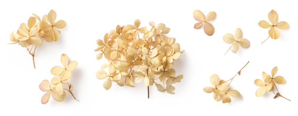 Keuken spatwand met foto set / collection of delicate dry hydrangea flowers isolated over a transparent background, feminine natural autumn, garden, boho or wedding scene design elements, top view / flat lay, PNG © Anja Kaiser