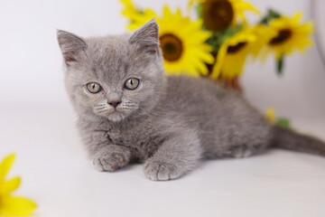 Cute kitten play with sunflowers. British shorthair cat isolated on white background