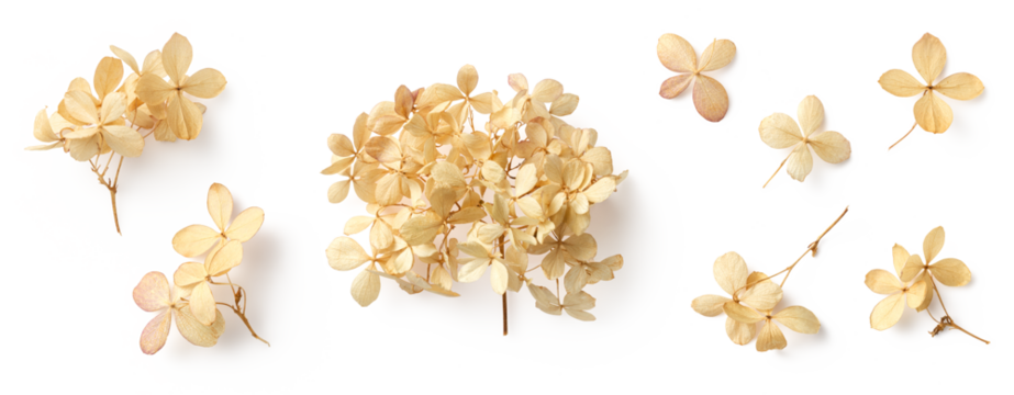 set / collection of delicate dry hydrangea flowers isolated over a transparent background, feminine natural autumn, garden, boho or wedding scene design elements, top view / flat lay, PNG