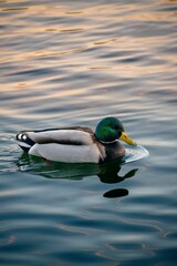 Vertical closeup shot of a Mallard duck swimming in a lake