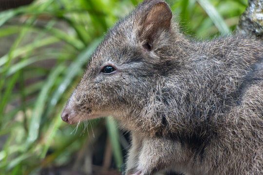 Long-nosed potoroo Potorous tridactylus in a grass
