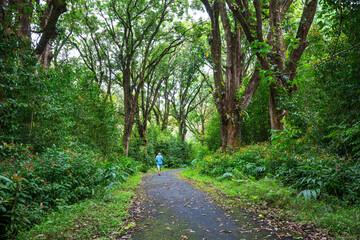 Hike on Hawaiian forest