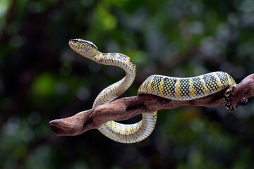 Naklejka premium Wagler pit viper on a tree branch