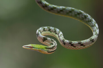 Close up photo of asian vine snake on tree branch © DS light photography