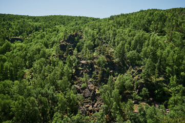 View on crooked tree on stony slope, mountain ravine beneath, sun behind tree.