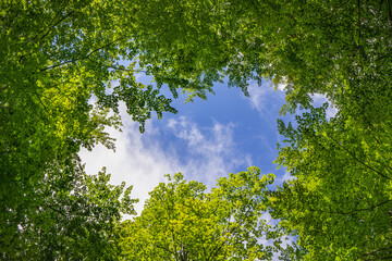 Obraz premium Blue-white sky framed in the fresh green of beech leaves