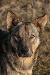 Vertical closeup shot of a mongrel dog outdoors