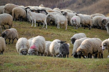 Fototapeta premium Closeup of a flock of sheep in a meadow
