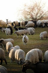 Obraz premium Vertical closeup of a flock of sheep in a meadow