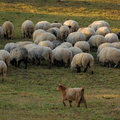 Herd of sheep grazing in a field