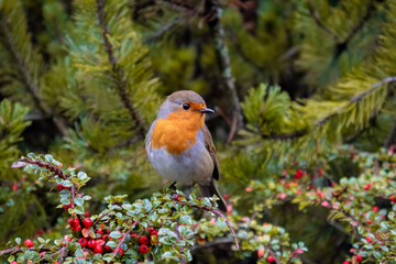 robin on branch