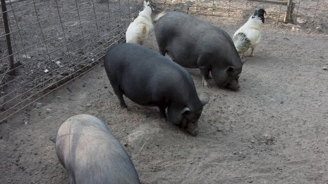 Cute Pot bellied pigs on a farm.