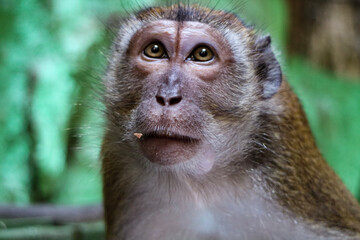 close up of a monkey 
