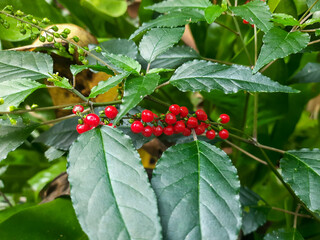Red fruit of the plant Rivina humilis (pigeonberry, rouge plant, baby peppers, bloodberry, coralito, Getih-getihan)