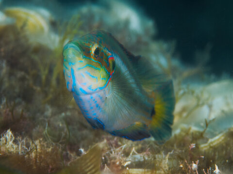  Ocellated wrasse (Symphodus ocellatus), male fish on a black background