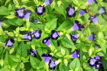 Torenia/ Wishbone Flowers (Torenia fournieri)