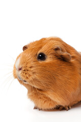 Portrait of a cute guinea Pig on white background close up
