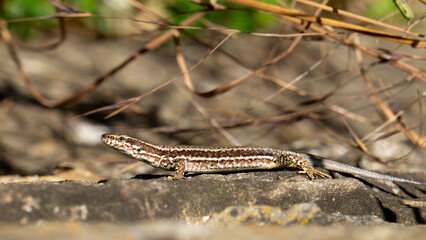 Common wall lizard (Podarcis muralis) closeup