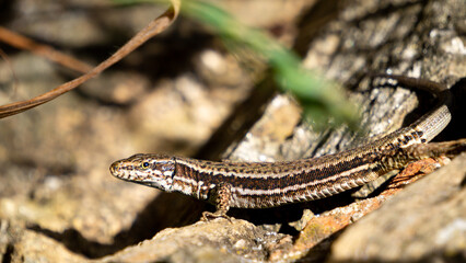 Common wall lizard (Podarcis muralis) closeup