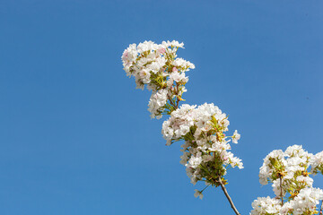sakura blossom, sakura branches against the blue sky close-up