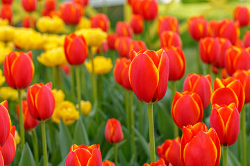 tulip bloom, beautiful field of tulips