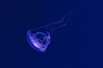 underwater shooting of beautiful Amakusa Jellyfish small (Sanderia Malayensis)