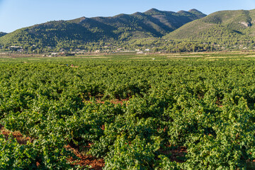 Fototapeta na wymiar Vineyard fields in summer, with mountains in the background, in LLíber (Alicante, Spain)