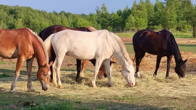 The horses in the farm pasture spend their time peacefully eating hay and grazing on the lush green grass