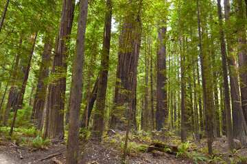 Redwood National and State Parks are strings of protected forests, in California, Redwoods State Park has trails through dense old-growth woods. The trees are almost 400 feet high having wide trunks, 