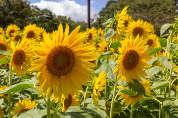 向日葵畑　青い空