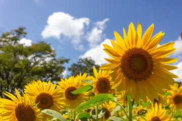 向日葵畑　青い空