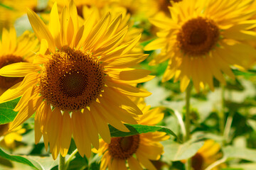 向日葵畑　青い空