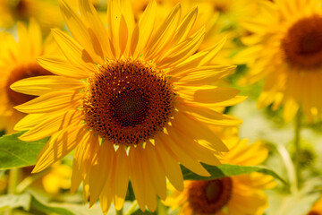 向日葵畑　青い空
