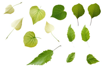 Different Realistic Green leaves set isolated on white transparent png background, cutout, clipart. 3d render illustration style.