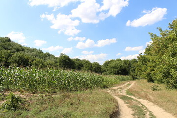 Fototapeta na wymiar A dirt road through a field of corn