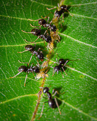 Black ants on a leaf with their aphids