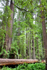Redwood National and State Parks are strings of protected forests, in California, Redwoods State Park has trails through dense old-growth woods. The trees are almost 400 feet high having wide trunks, 