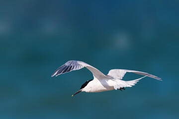 Flying tern