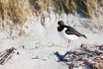 Oystercatcher at the beach