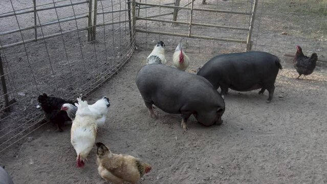 Barnyard animals on a farm.