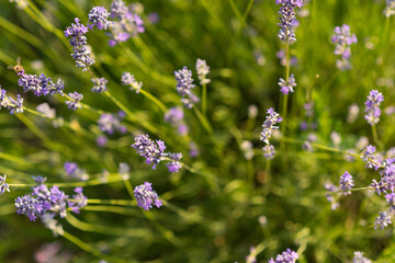 Field of lavender. lavender backdrop or wallpaper