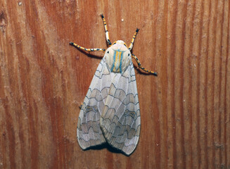 Dorsal view of a Tussock Moth (Halysidota sp.) attracted to a porchlight at night.  © Michael