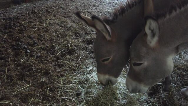 Two miniature donkeys eating hay.